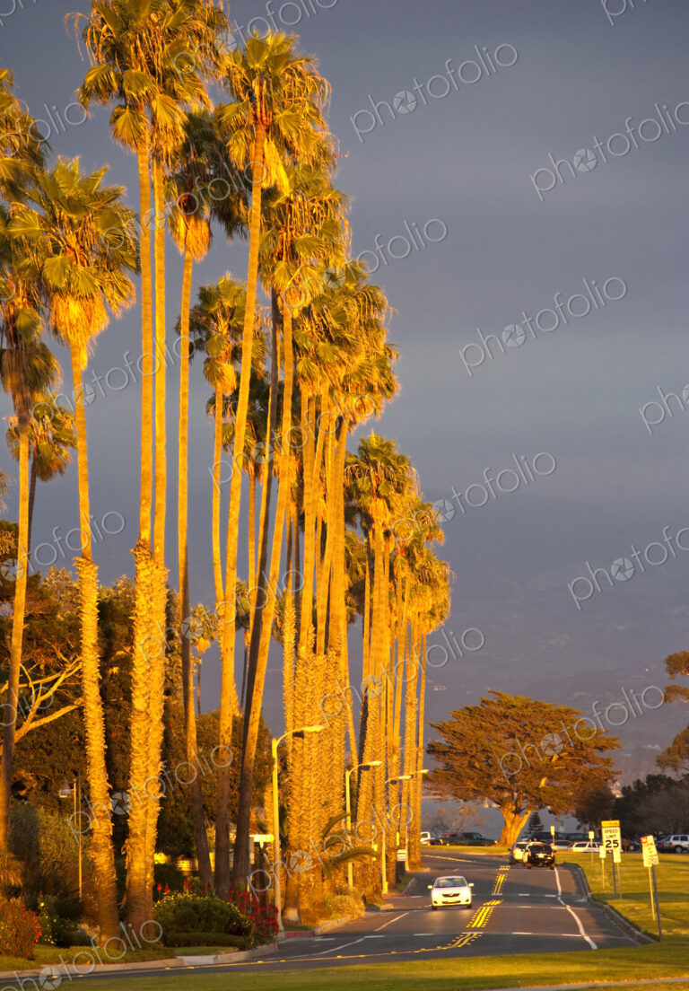 Street at Sunset with Palm Trees