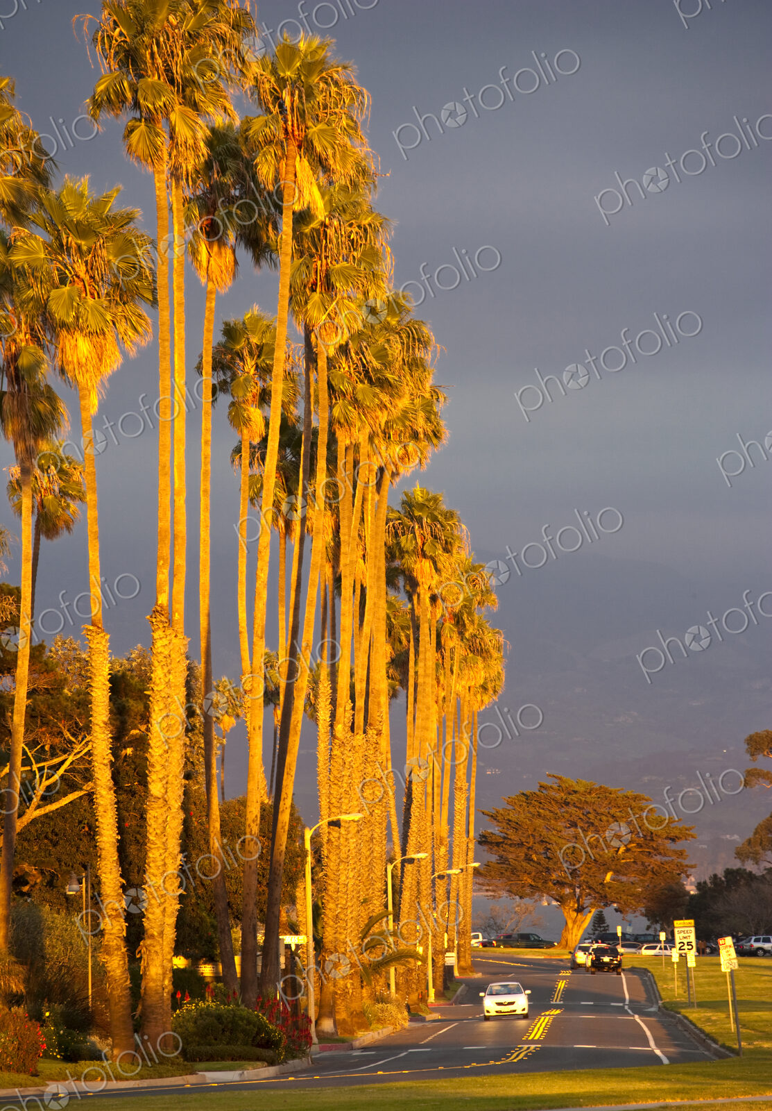 Street at Sunset with Palm Trees