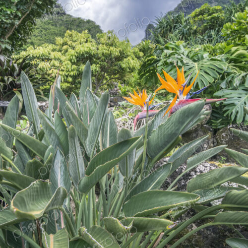 Strelitzia reginae, in Limahuli Gardens and Preserve, the botanical gardens, close up… Strelitzia reginae, in Limahuli Gardens and Preserve, the botanical gardens, close up…
