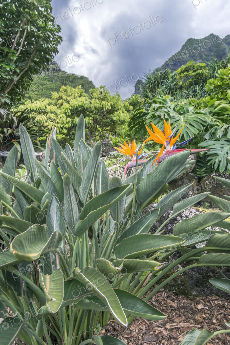 Strelitzia reginae, in Limahuli Gardens and Preserve, the botanical gardens, close up…