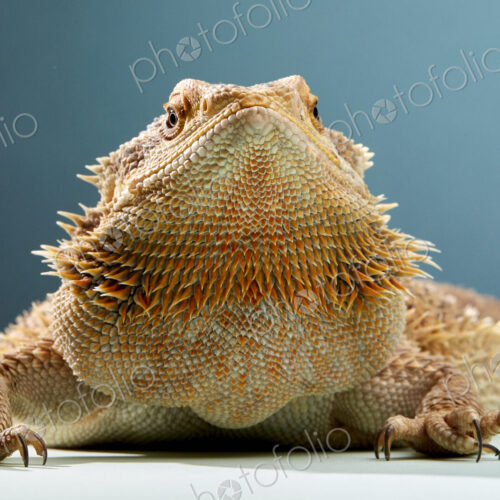 Studio portrait of Bearded Dragon (Pogona) Studio portrait of Bearded Dragon (Pogona)