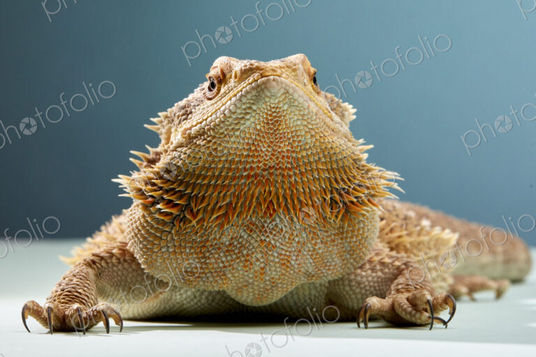 Studio portrait of Bearded Dragon (Pogona)