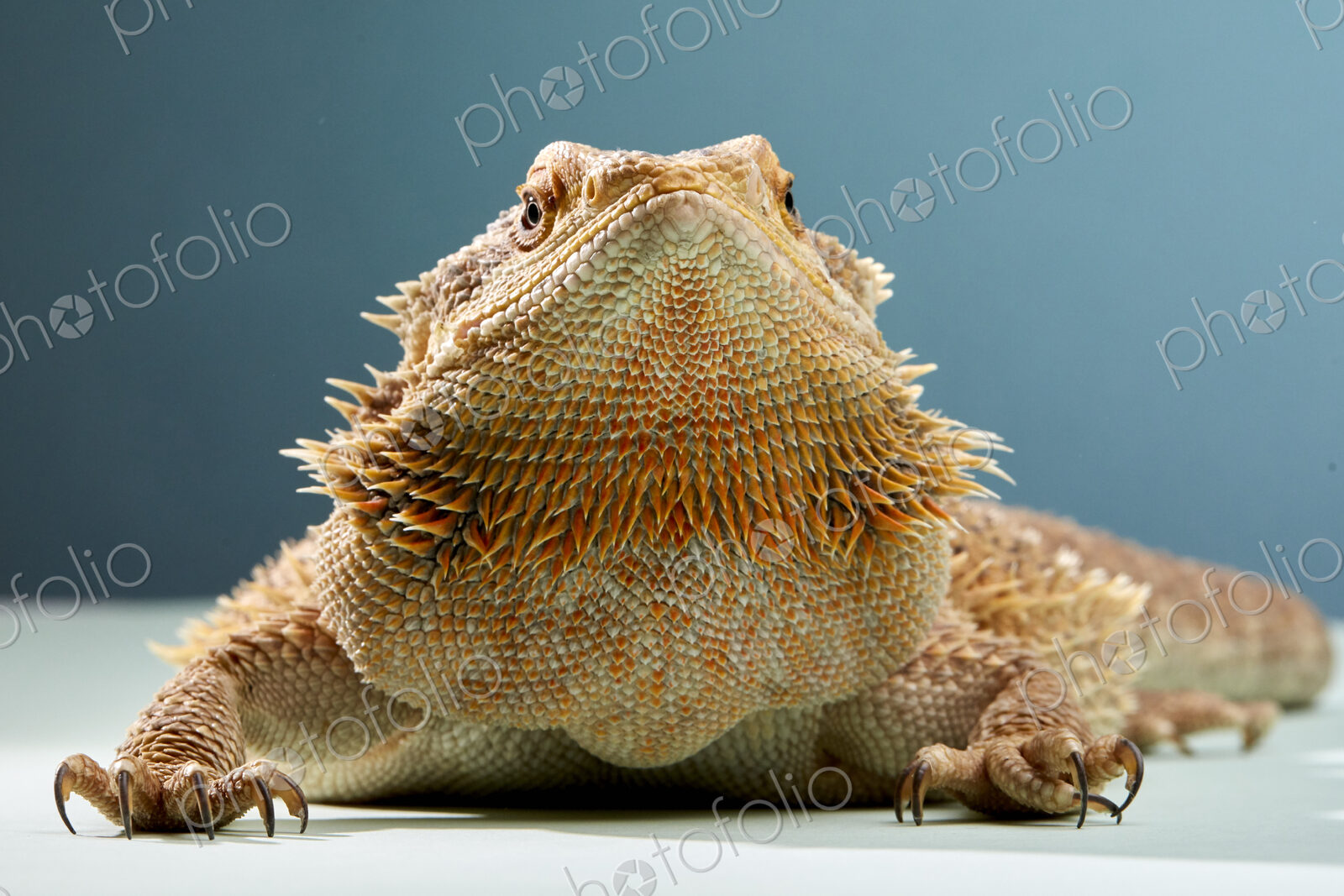 Studio portrait of Bearded Dragon (Pogona)