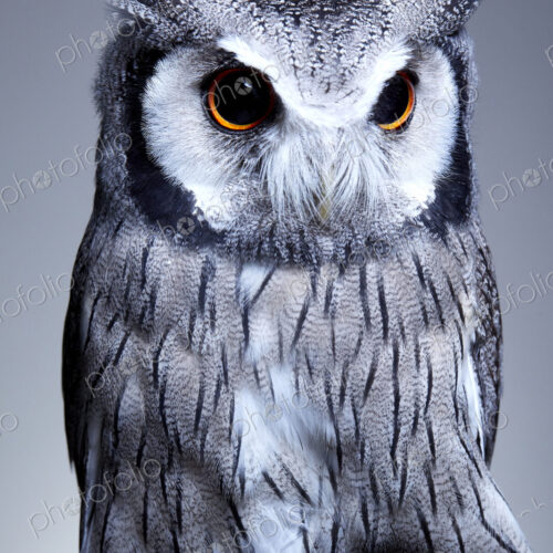 Studio portrait of a northern white faced owl (Ptilopsis leucotis) sanding on a branch Studio portrait of a northern white faced owl (Ptilopsis leucotis) sanding on a branch