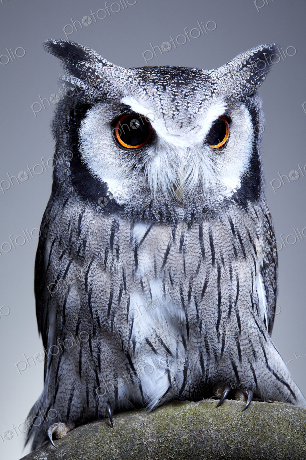 Studio portrait of a northern white faced owl (Ptilopsis leucotis) sanding on a branch
