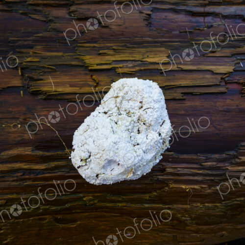 Styofoam (bead foam) on driftwood along the Strait of Juan de Fu