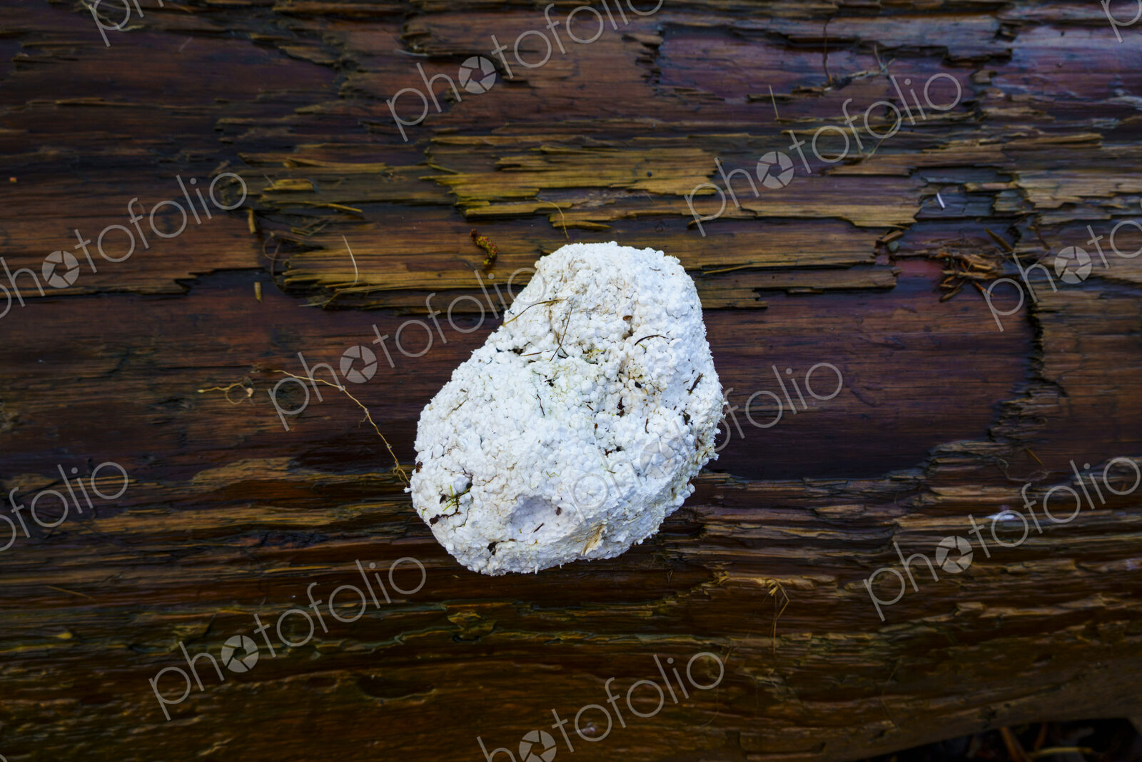 Styofoam (bead foam) on driftwood along the Strait of Juan de Fu