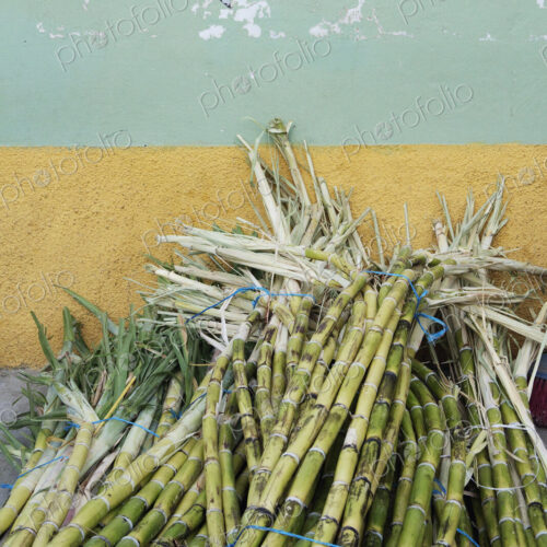 Sugar Cane Sugar Cane
