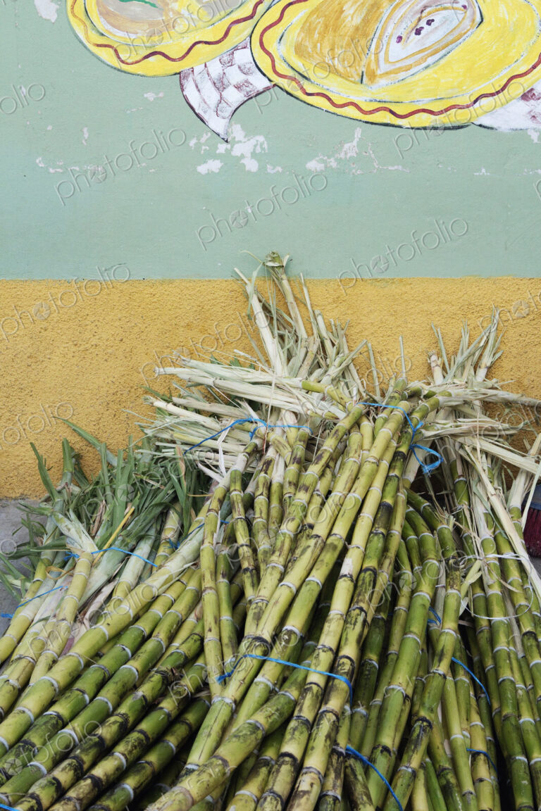 Sugar Cane