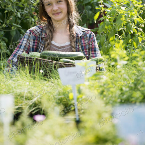 Summer on an organic farm. A girl holding a basket of fresh marrows.