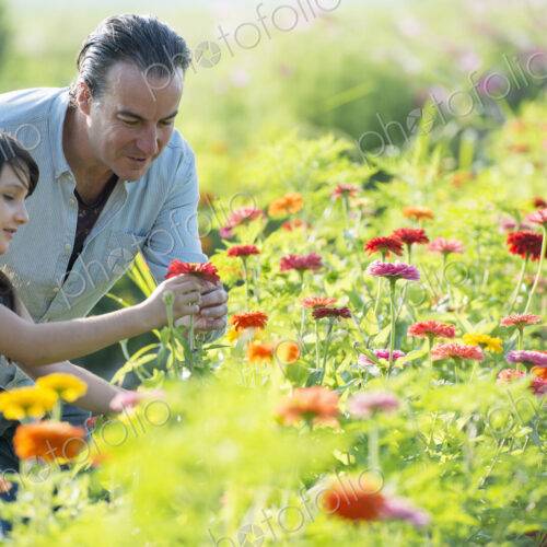 Summer on an organic farm. A man and a girl in a field of flowers. Summer on an organic farm. A man and a girl in a field of flowers.