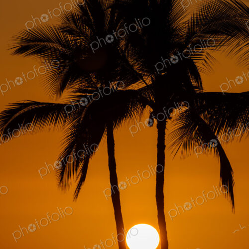 Sun between silhouette of palm trees Sun between silhouette of palm trees