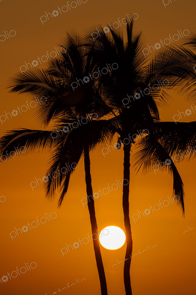 Sun between silhouette of palm trees