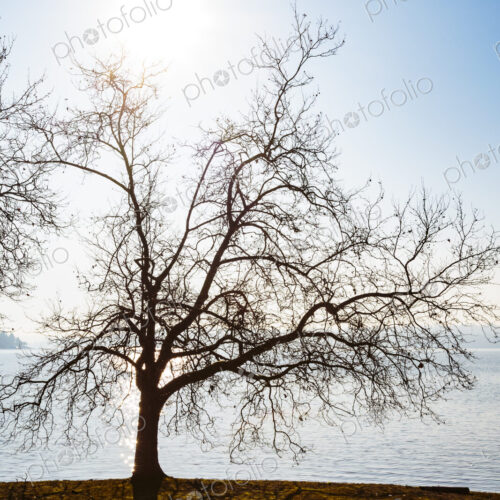 Sun rising behing a leafless decidious tree, Seward Park, Seattle. Sun rising behing a leafless decidious tree, Seward Park, Seattle.