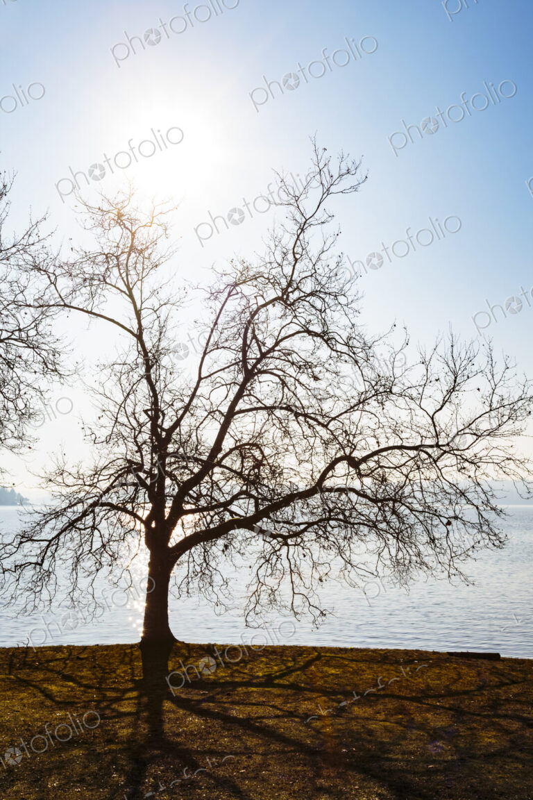 Sun rising behing a leafless decidious tree, Seward Park, Seattle.