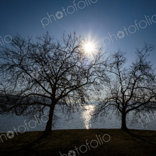 Sun rising behing a leafless decidious tree, Seward Park, Seattle, WA USA Sun rising behing a leafless decidious tree, Seward Park, Seattle, WA USA