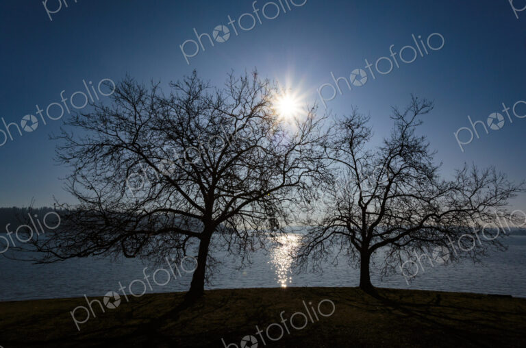 Sun rising behing a leafless decidious tree, Seward Park, Seattle, WA USA