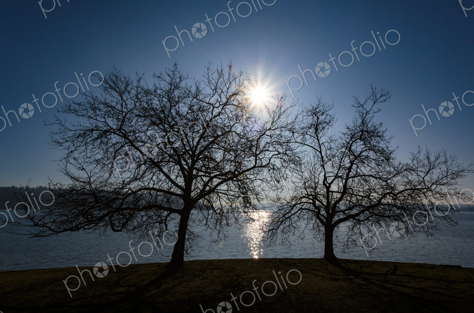 Sun rising behind a leafless decidious tree, Seward Park, Seattle, WA USA