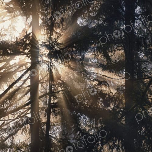 Sunburst through fog and pine tree forest, Washington, USA Sunburst through fog and pine tree forest, Washington, USA