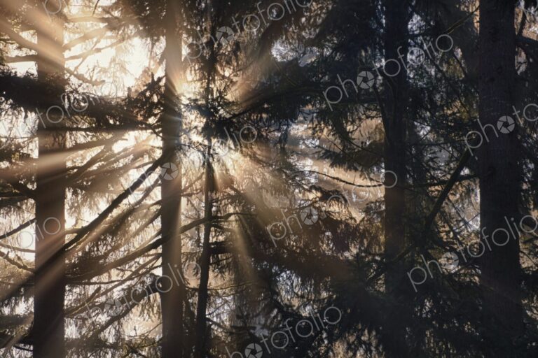 Sunburst through fog and pine tree forest, Washington, USA