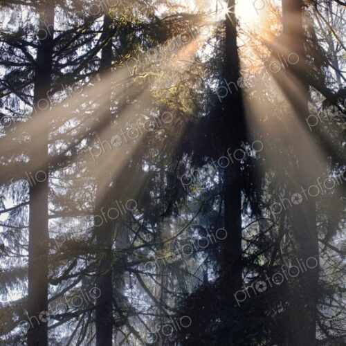 Sunburst through fog and pine tree forest, Washington, USA Sunburst through fog and pine tree forest, Washington, USA