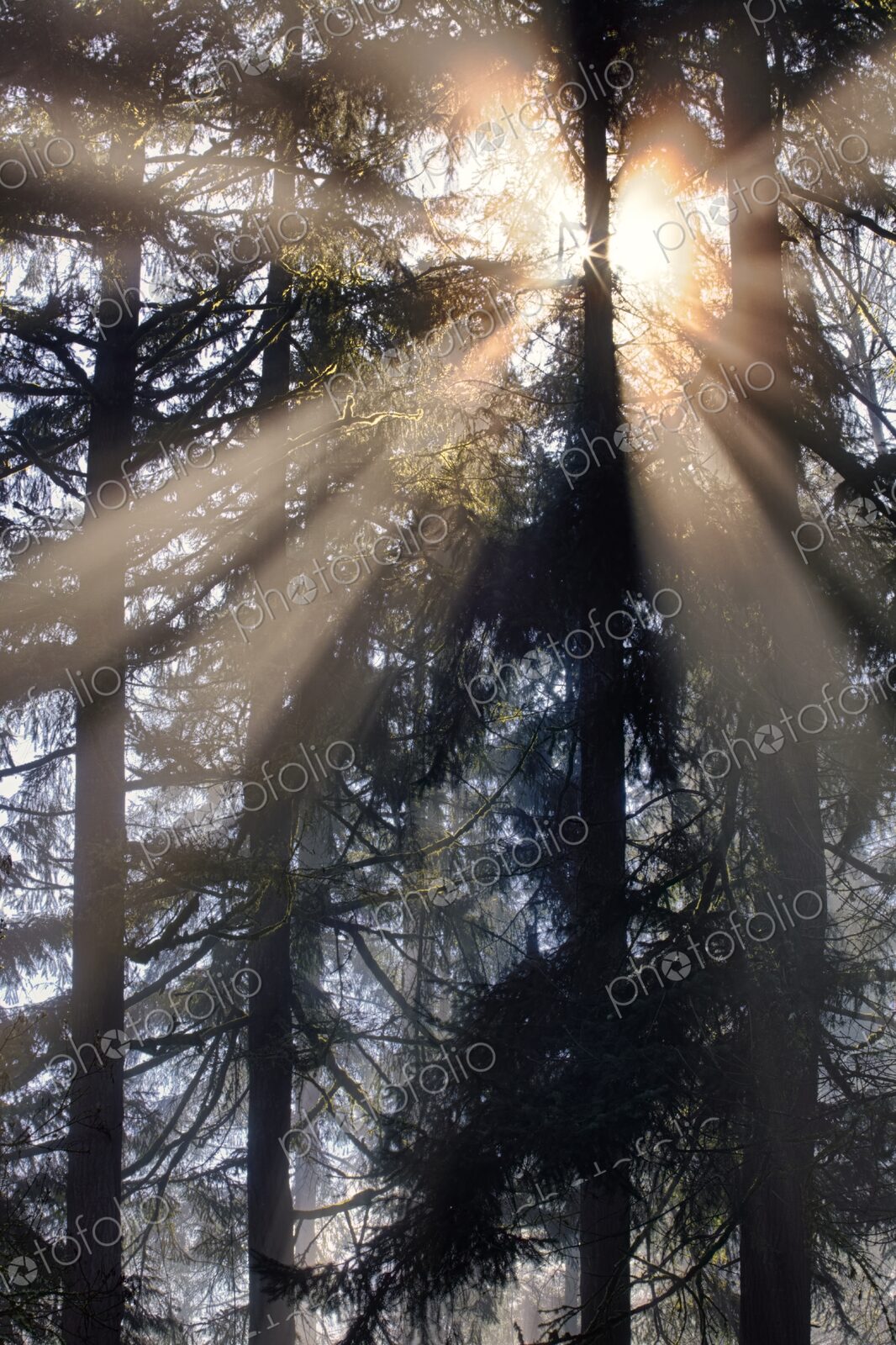 Sunburst through fog and pine tree forest, Washington, USA