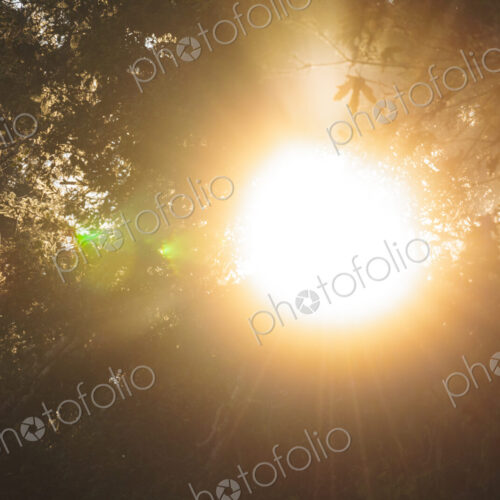 Sunlight, lens flare and bright light through trees in Salt Creek Recreational Area Sunlight, lens flare and bright light through trees in Salt Creek Recreational Area