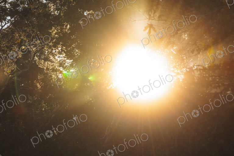 Sunlight, lens flare and bright light through trees in Salt Creek Recreational Area