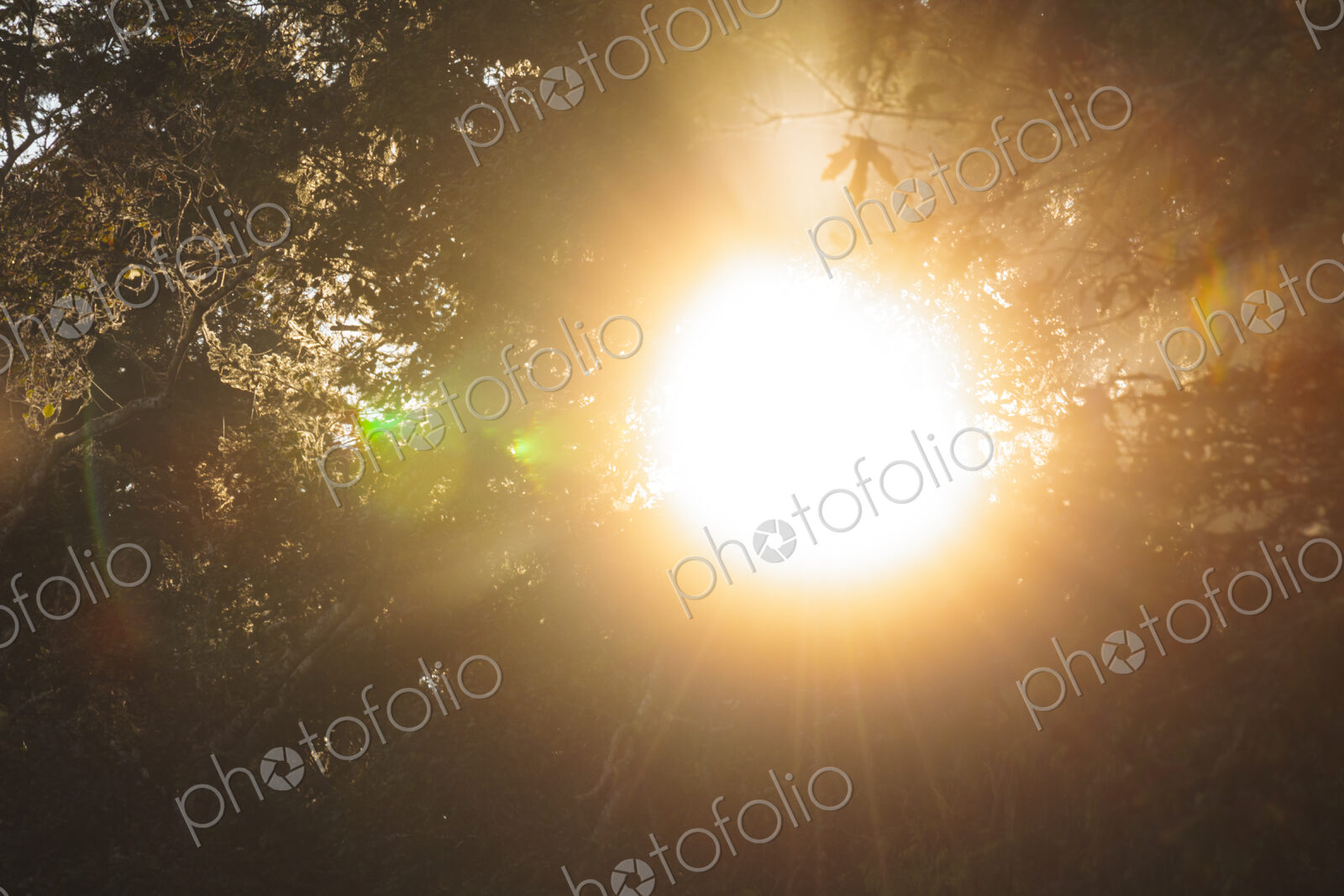 Sunlight, lens flare and bright light through trees in Salt Creek Recreational Area