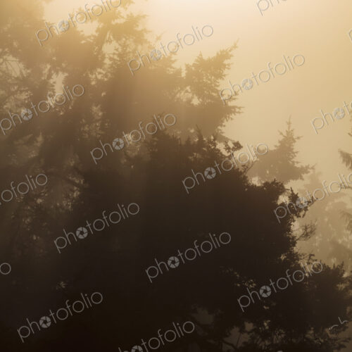 Sunlight shing through the mist in woodland, Salt Creek Recreational Area Sunlight shing through the mist in woodland, Salt Creek Recreational Area