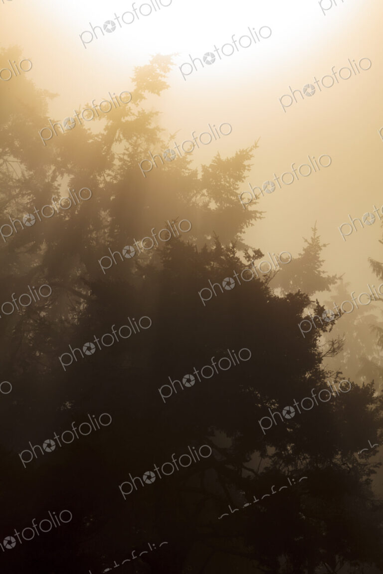 Sunlight shing through the mist in woodland, Salt Creek Recreational Area