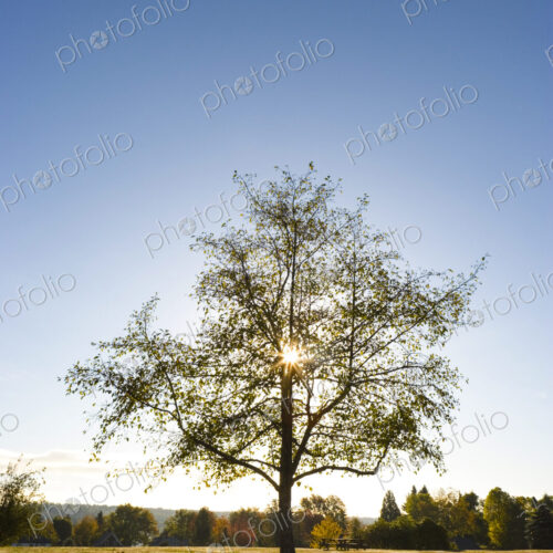 Sunlight shining through a lone decidous tree at Port Gamble.