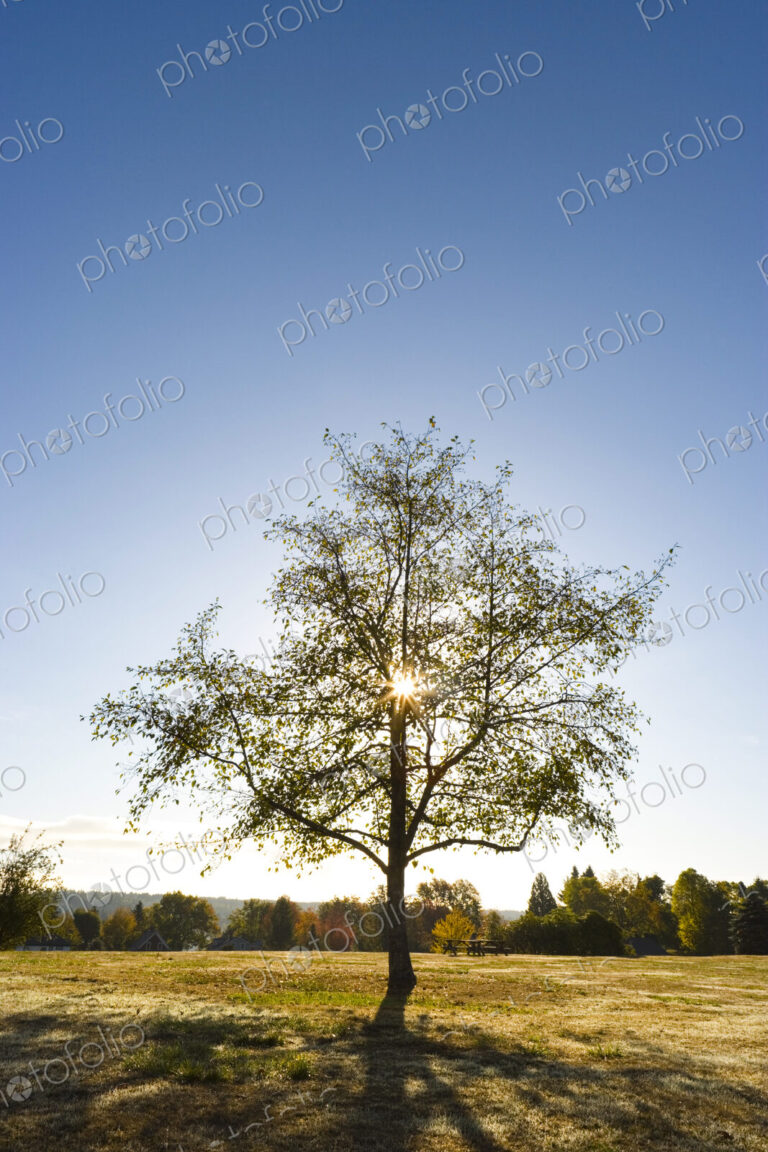 Sunlight shining through a lone decidous tree at Port Gamble.