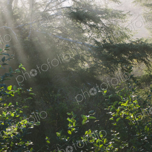Sunlight shining through lush green vegetation in the temperate rainforest of Olympic… Sunlight shining through lush green vegetation in the temperate rainforest of Olympic…