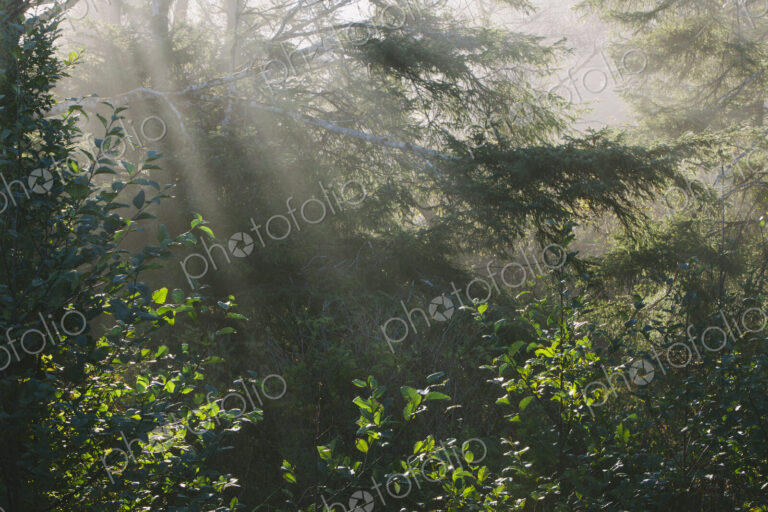 Sunlight shining through lush green vegetation in the temperate rainforest of Olympic…