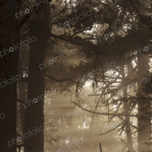 Sunlight shining through the trees in woodland in Salt Creek Recreational Area. Sunlight shining through the trees in woodland in Salt Creek Recreational Area.