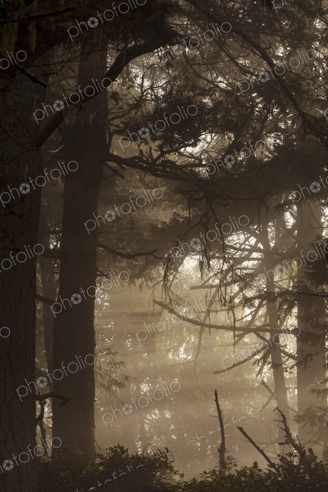 Sunlight shining through the trees in woodland in Salt Creek Recreational Area.