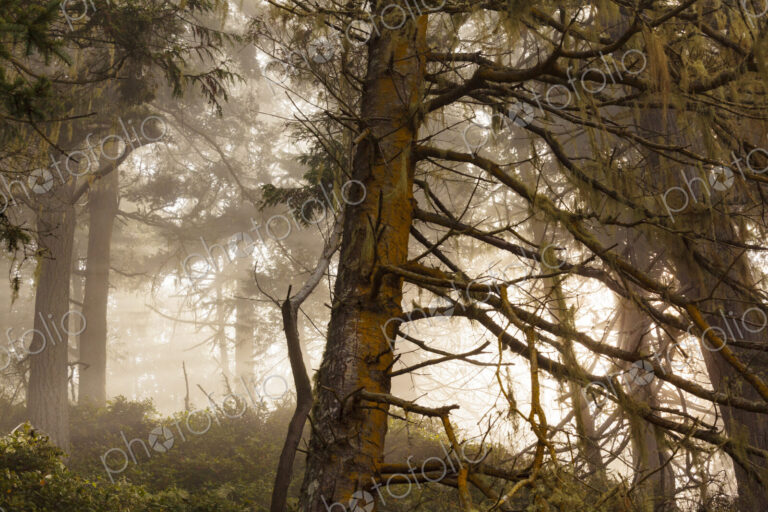 Sunlight shining through the trees in woodland in Salt Creek Recreational Area.