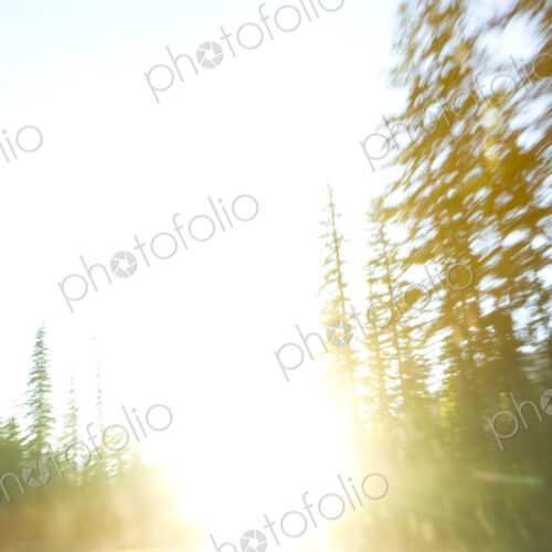 Sunlight through forest in Mount Rainier National Park, WA, USA