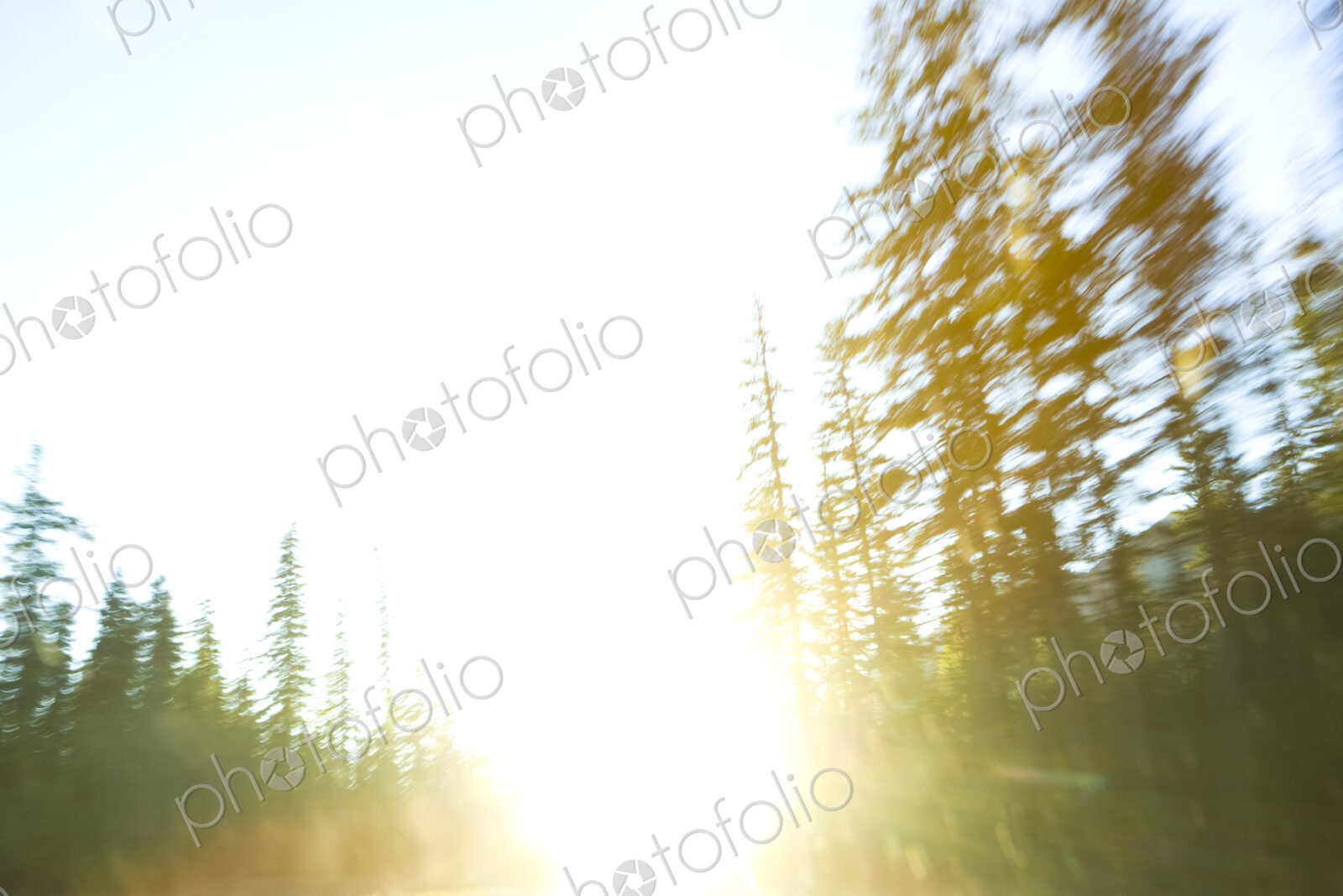 Sunlight through forest in Mount Rainier National Park, WA, USA