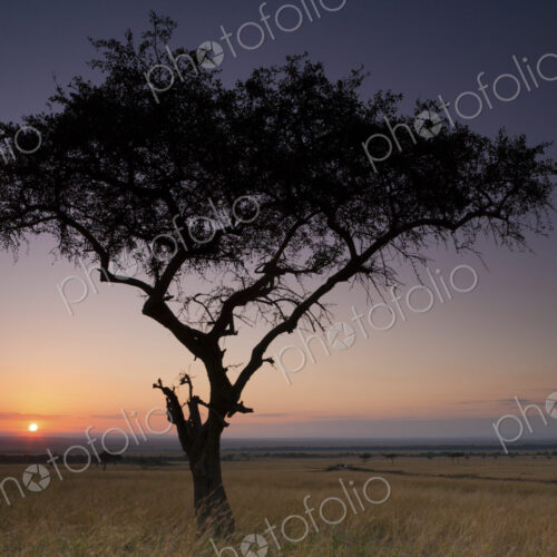 Sunset, a silhouette of a single tree on the savanna Sunset, a silhouette of a single tree on the savanna