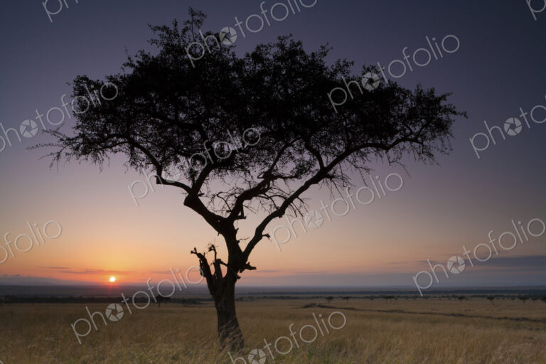 Sunset, a silhouette of a single tree on the savanna