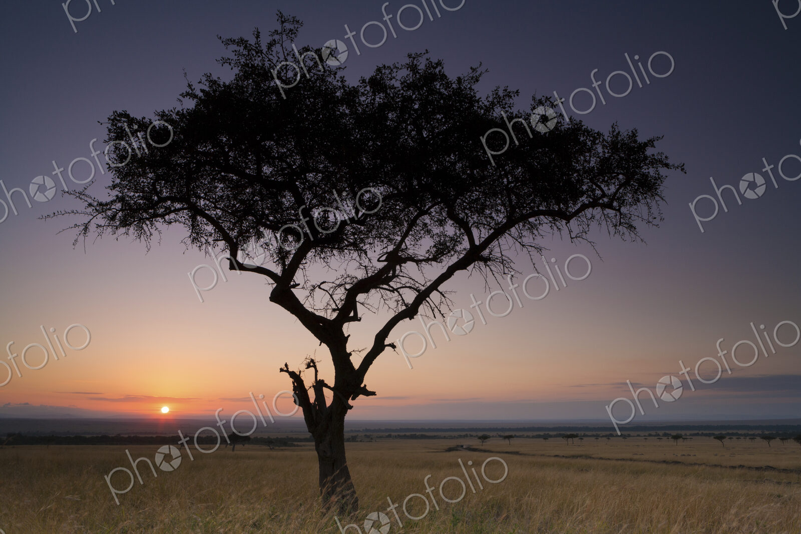 Sunset, a silhouette of a single tree on the savanna