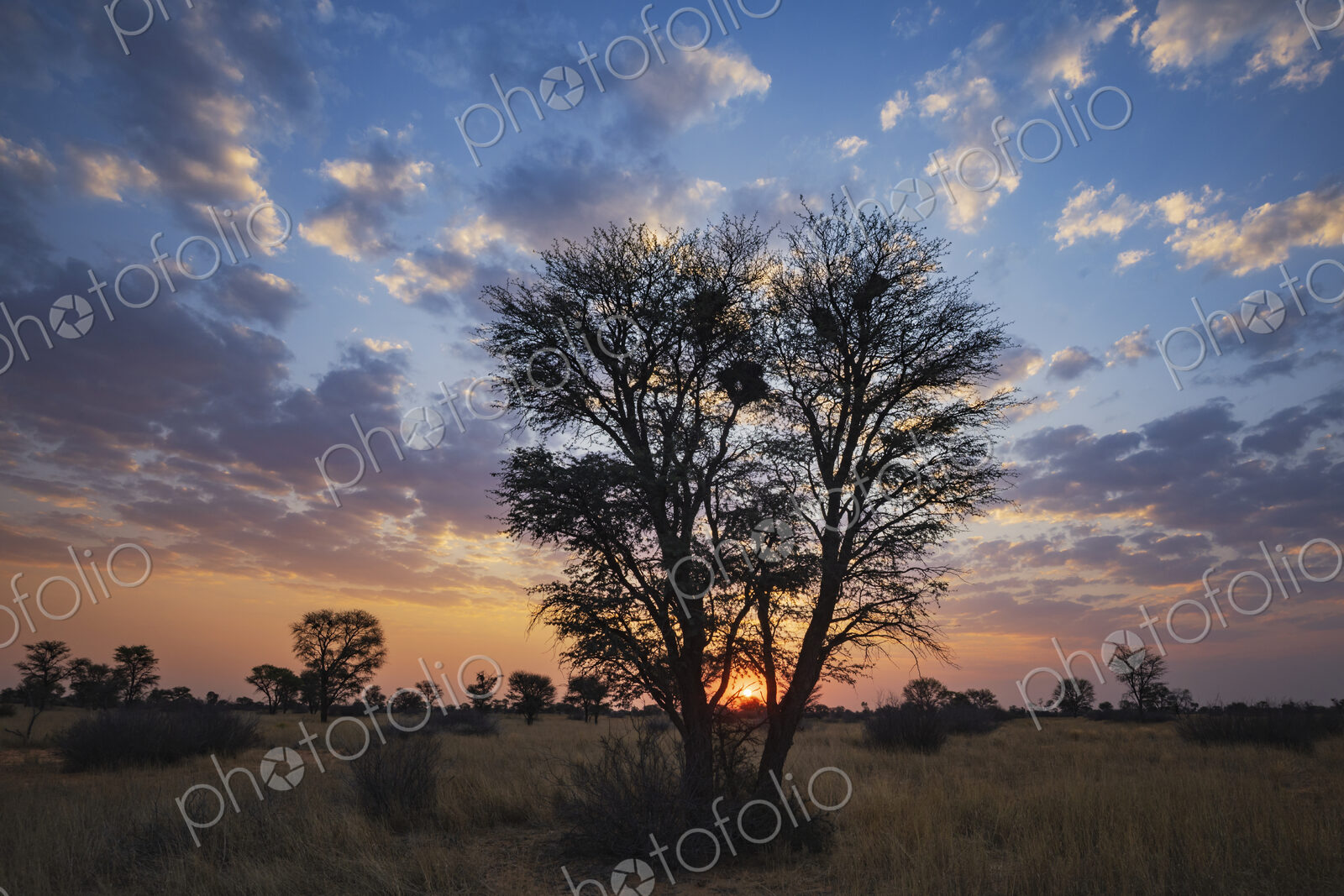 Sunset on the horizon, light clouds and the outline of trees.