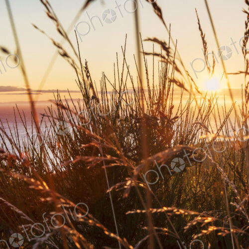Sunset over the ocean seen through grass.