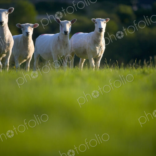 Surface view of green pasture with small herd of sheep. Surface view of green pasture with small herd of sheep.