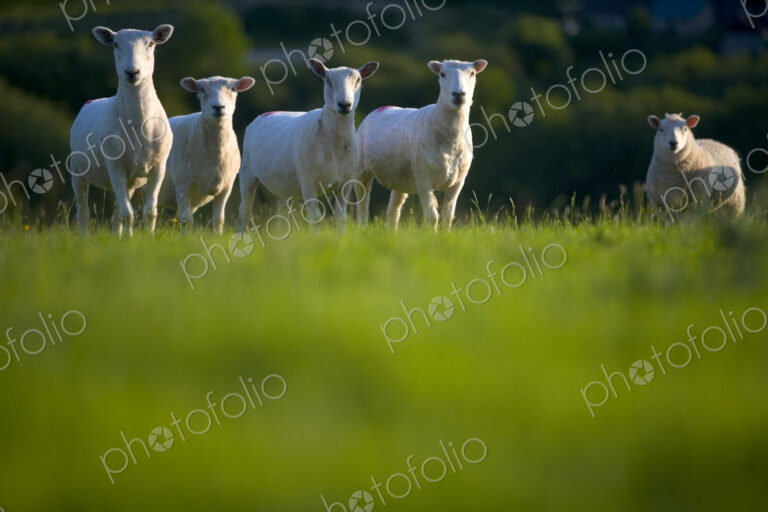 Surface view of green pasture with small herd of sheep.
