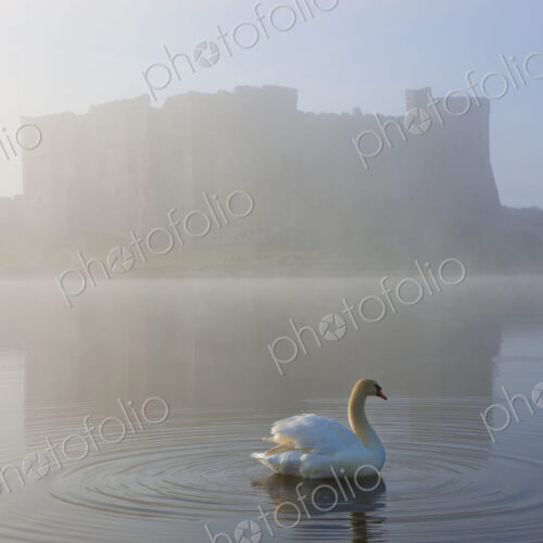 Swan on a moat covered in mist, with medieval castle in the distance. Swan on a moat covered in mist, with medieval castle in the distance.