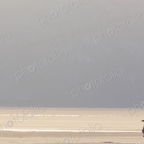 Swan standing on shore of frozen lake in Winter. Swan standing on shore of frozen lake in Winter.