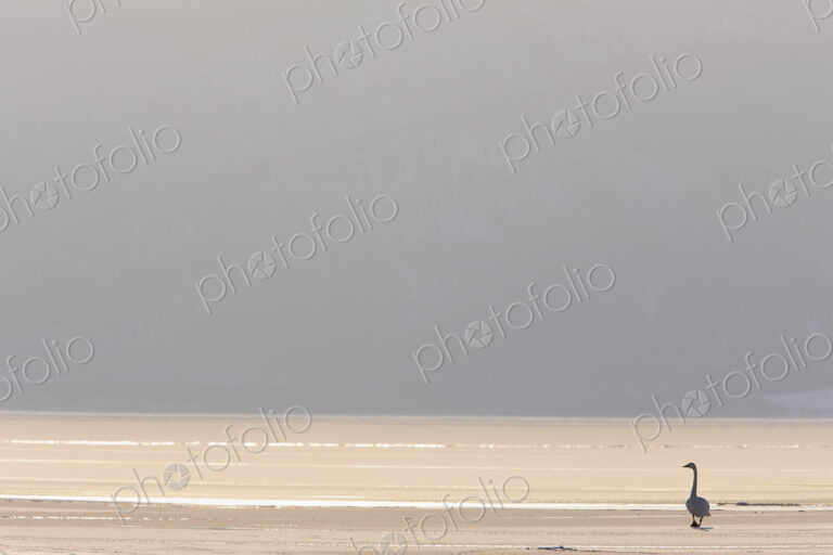 Swan standing on shore of frozen lake in Winter.